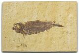 Detailed Fossil Fish (Knightia) - Wyoming #355614-1